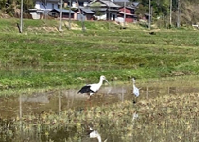 こうのとりも飛来する環境