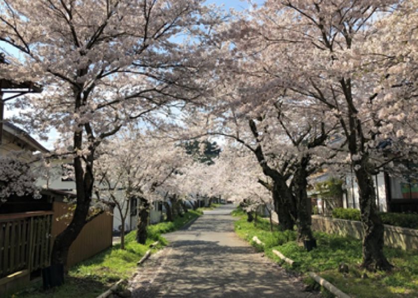 里宮高倉神社参道の桜並木