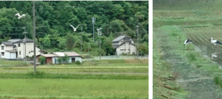 コウノトリが飛来する豊かな自然