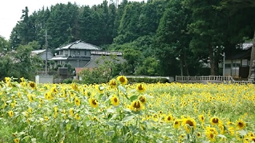 髙倉神社前のひまわり畑